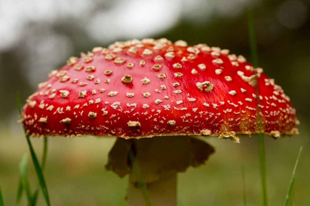 Amanita Muscaria Gummies Explained